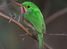 Fotó: Jamaican tody