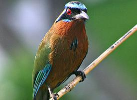 Fotó: Amazonian motmot