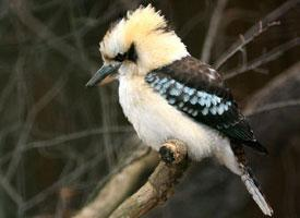 Fotó: Laughing kookaburra