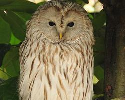 Fotó: Ural owl