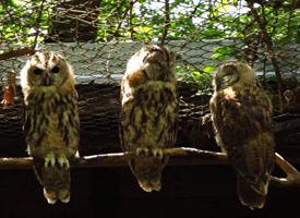 Fotó: Tawny owl