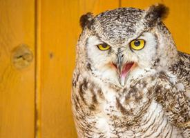 Fotó: Great horned owl