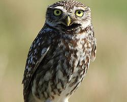 Fotó: Little owl