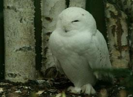 Fotó: Snowy owl