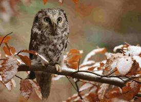 Fotó: Boreal owl