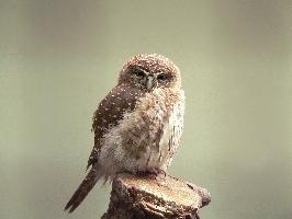 Fotó: Eurasian pygmy owl