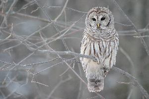 Fotó: Barred owl