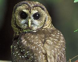 Fotó: Spotted owl