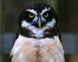 Fotó: Spectacled owl