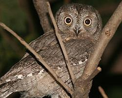 Fotó: Eurasian scops owl