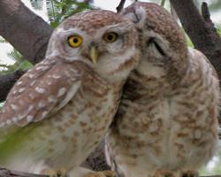 Fotó: Spotted owlet