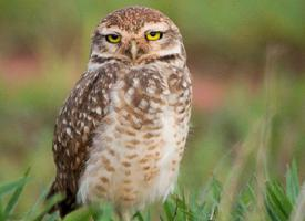 Fotó: Burrowing owl