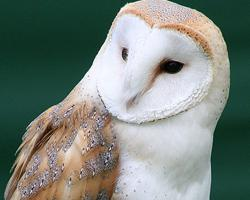 Fotó: Barn owl