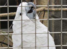 Fotó: White cockatoo