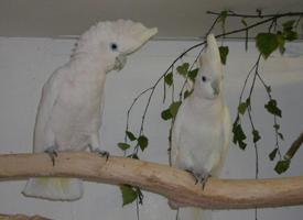 Fotó: Solomons cockatoo