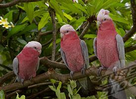 Fotó: Galah