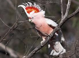 Fotó: Pink cockatoo