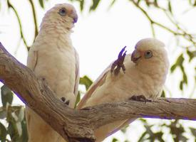 Fotó: Little corella