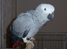 Fotó: Grey parrot