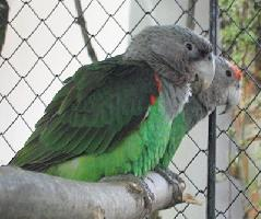 Fotó: Cape parrot