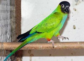 Fotó: Nanday parakeet