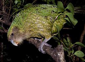 Fotó: Kākāpō