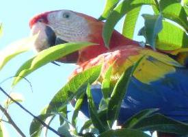 Fotó: Scarlet macaw