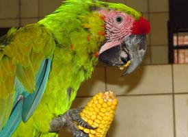 Fotó: Great green macaw