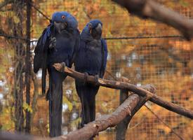 Fotó: Hyacinth macaw