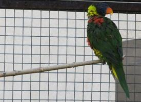 Fotó: Coconut lorikeet