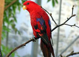 Fotó: Red lory