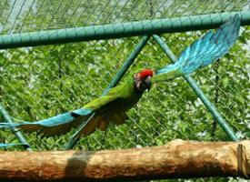 Fotó: Military macaw