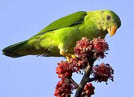 Fotó: Vernal hanging parrot