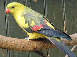 Fotó: Regent parrot