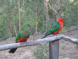 Fotó: Australian king parrot