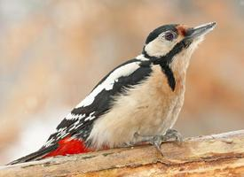 Fotó: Great spotted woodpecker