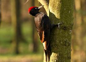 Fotó: Black woodpecker