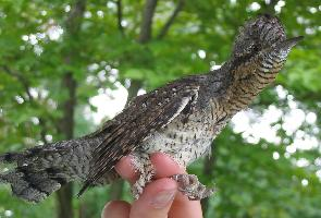 Fotó: Eurasian wryneck