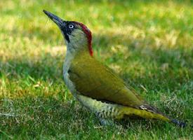 Fotó: European green woodpecker