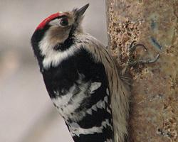 Fotó: Lesser spotted woodpecker