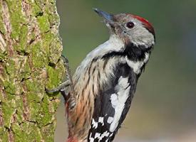 Fotó: Middle spotted woodpecker