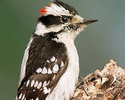 Fotó: Downy woodpecker