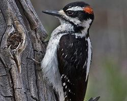 Fotó: Hairy woodpecker