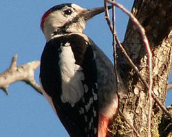 Fotó: Syrian woodpecker