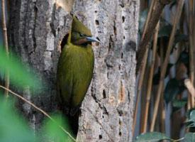 Fotó: Greater yellownape