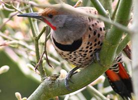 Fotó: Northern flicker