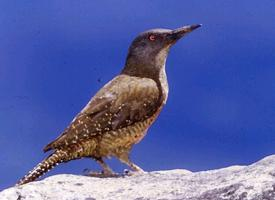 Fotó: Ground woodpecker