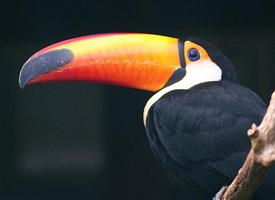 Fotó: Toco toucan