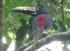 Fotó: Collared aracari