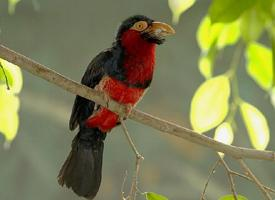 Fotó: Bearded barbet